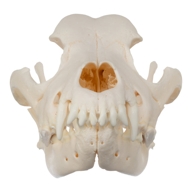 Real Domestic Dog Skull - Rottweiler (Overbite)