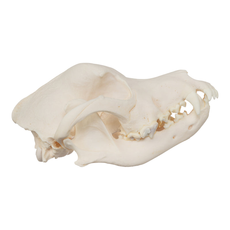 Real Domestic Dog Skull - Rottweiler (Overbite)