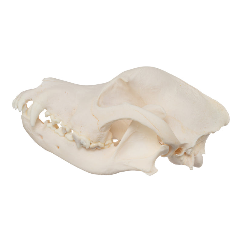 Real Domestic Dog Skull - Rottweiler (Overbite)