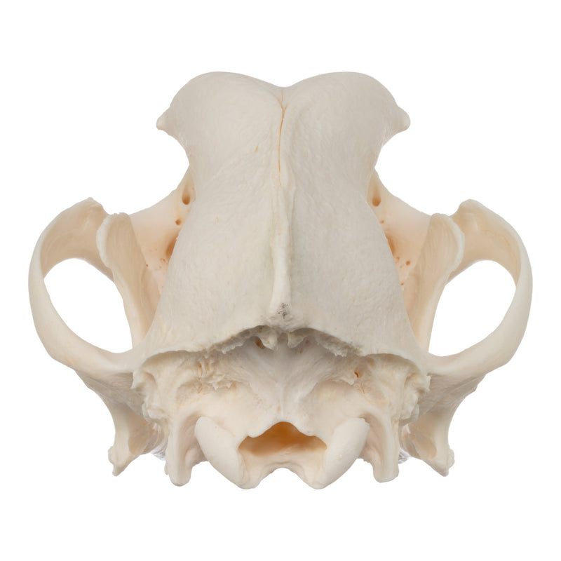 Real Domestic Dog Skull - Rottweiler (Overbite)