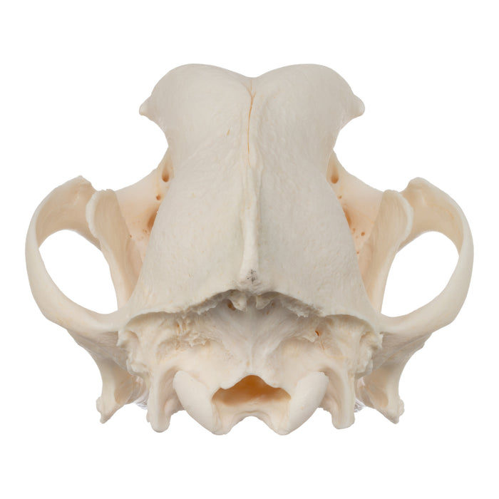 Real Domestic Dog Skull - Rottweiler (Overbite)