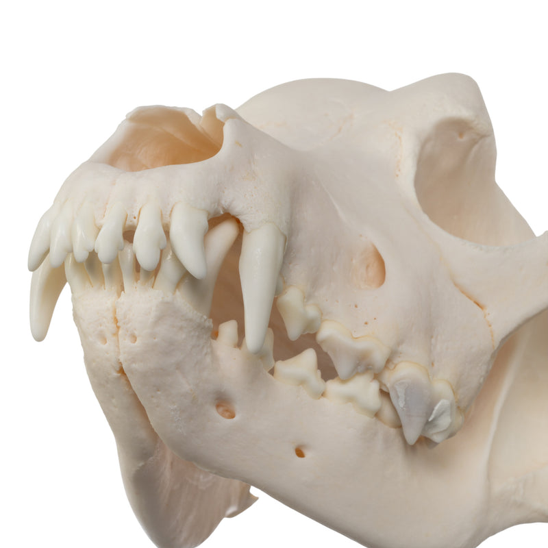 Real Domestic Dog Skull - Rottweiler (Overbite)