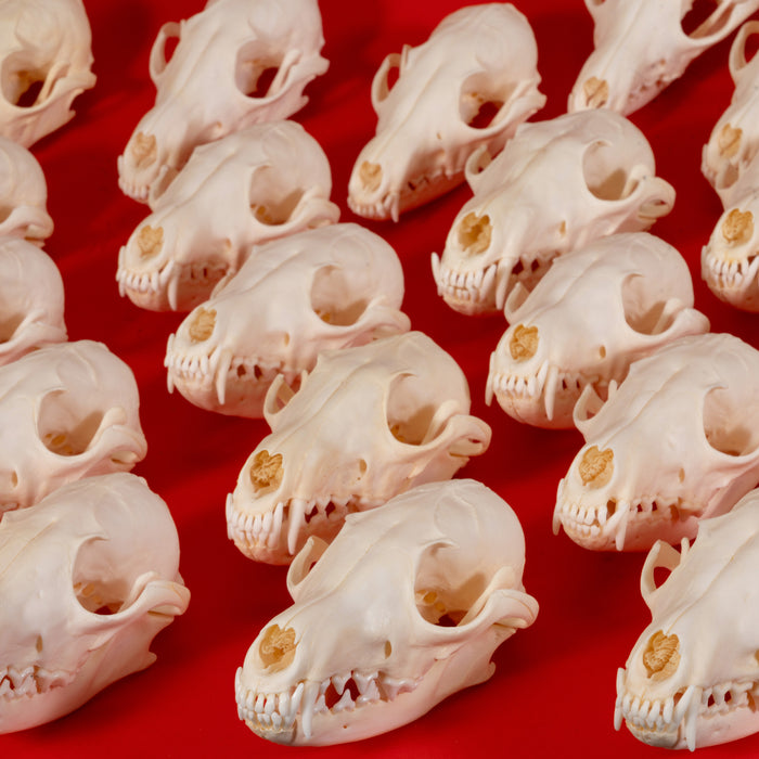 Real Red Fox Skull