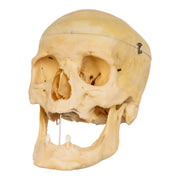 Real Human Skull