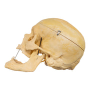 Real Human Skull
