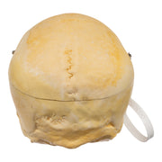 Real Human Skull