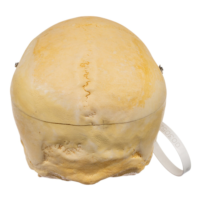 Real Human Skull