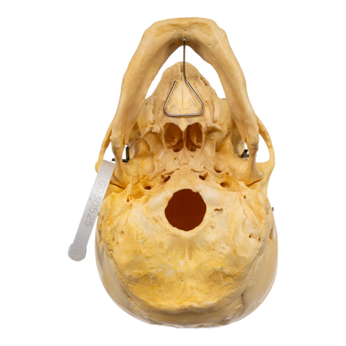 Real Human Skull