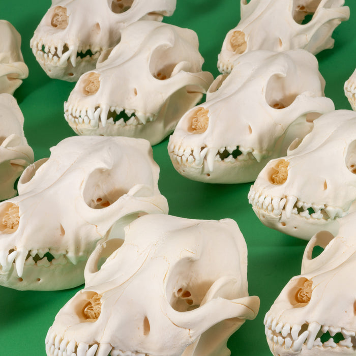 Real Domestic Dog Skull