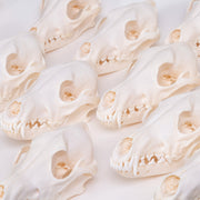 Real Coyote Skull