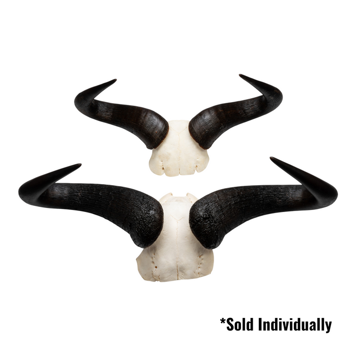 Real Blue Wildebeest Skull Plate
