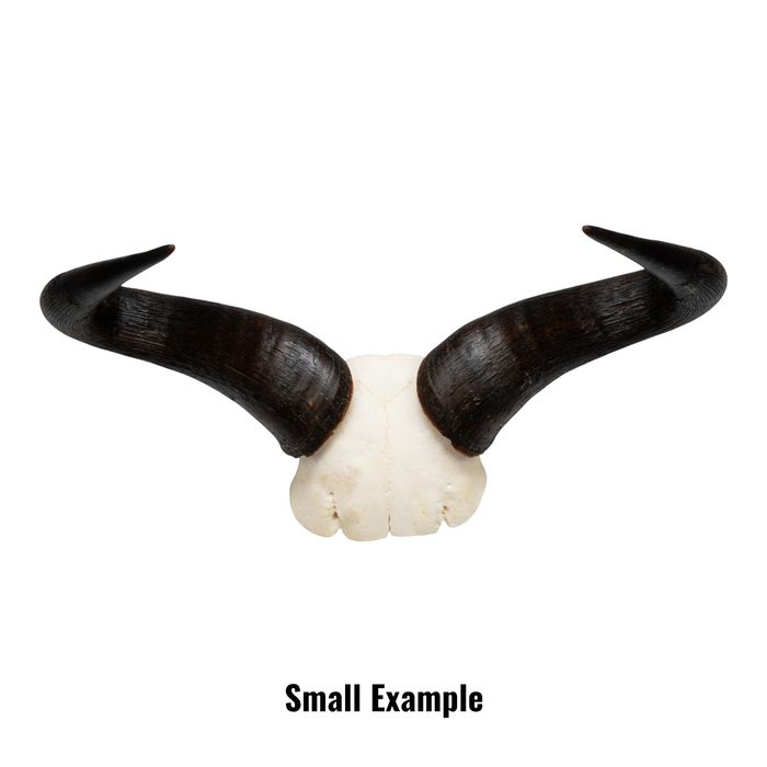 Real Blue Wildebeest Skull Plate