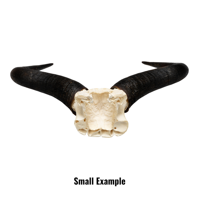 Real Blue Wildebeest Skull Plate