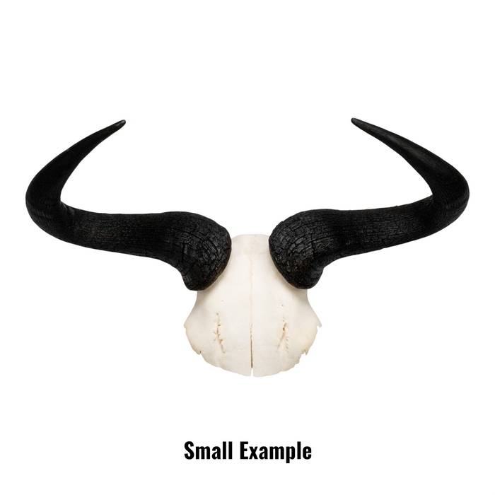 Real Blue Wildebeest Skull Plate