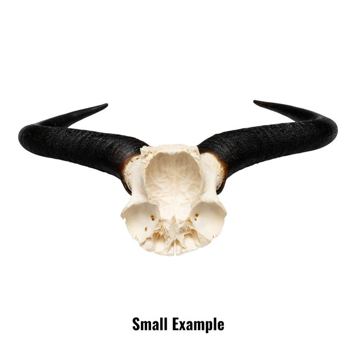 Real Blue Wildebeest Skull Plate