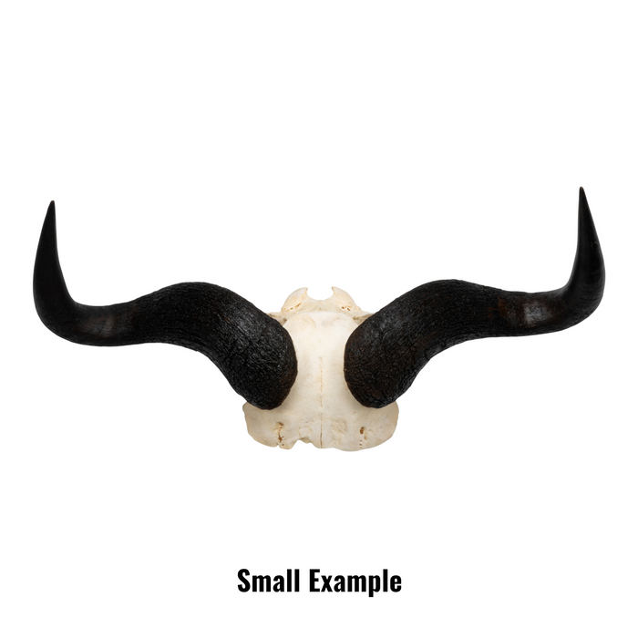 Real Blue Wildebeest Skull Plate