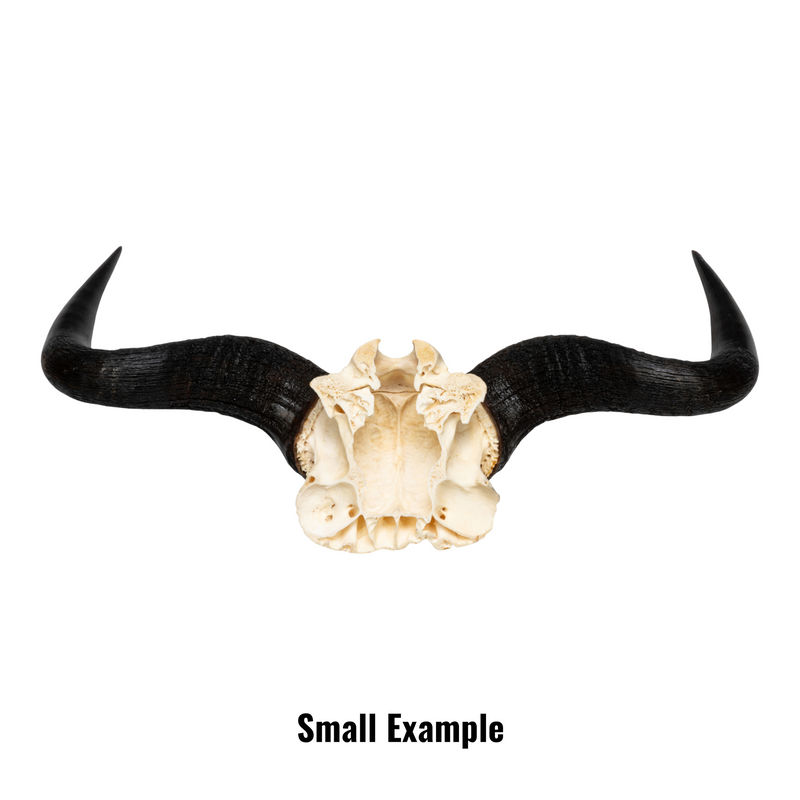 Real Blue Wildebeest Skull Plate