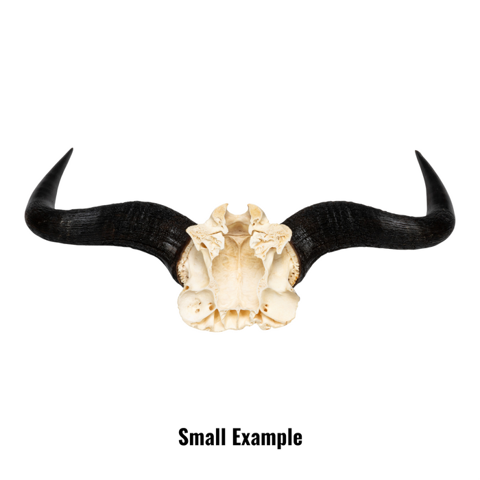 Real Blue Wildebeest Skull Plate