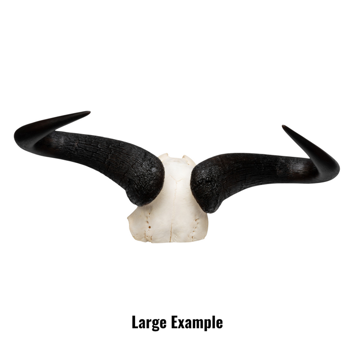 Real Blue Wildebeest Skull Plate