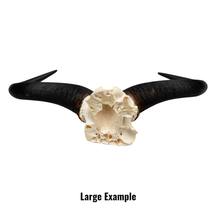 Real Blue Wildebeest Skull Plate