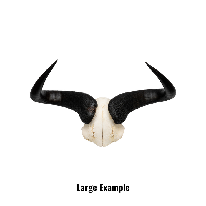 Real Blue Wildebeest Skull Plate