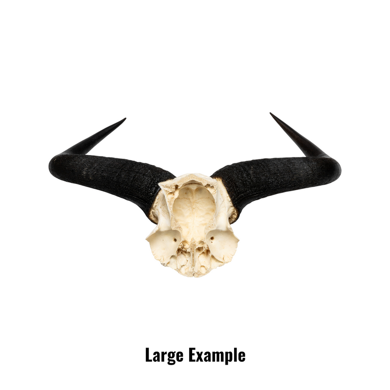 Real Blue Wildebeest Skull Plate