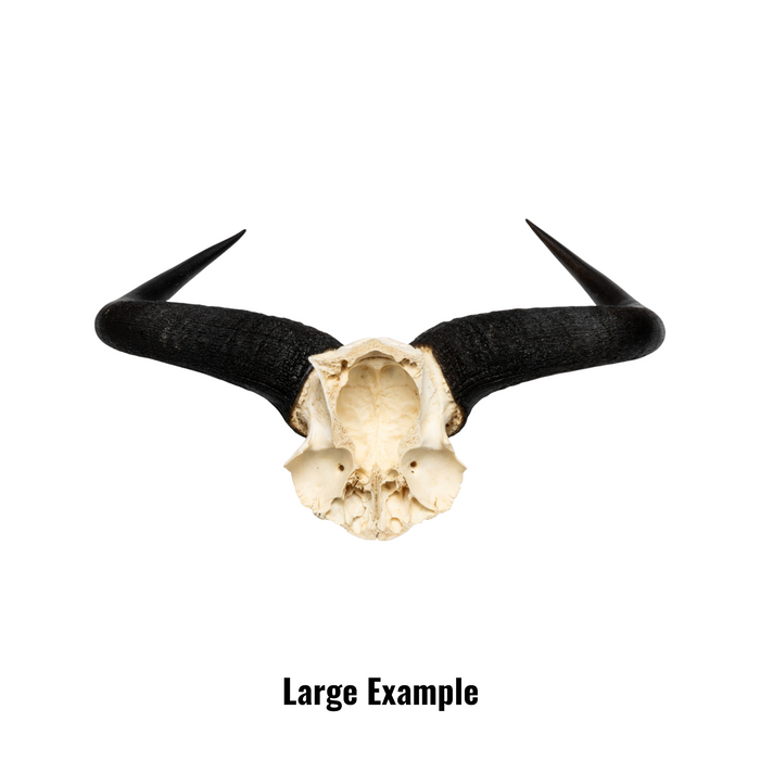 Real Blue Wildebeest Skull Plate
