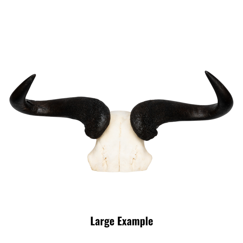 Real Blue Wildebeest Skull Plate