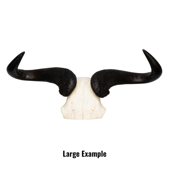 Real Blue Wildebeest Skull Plate