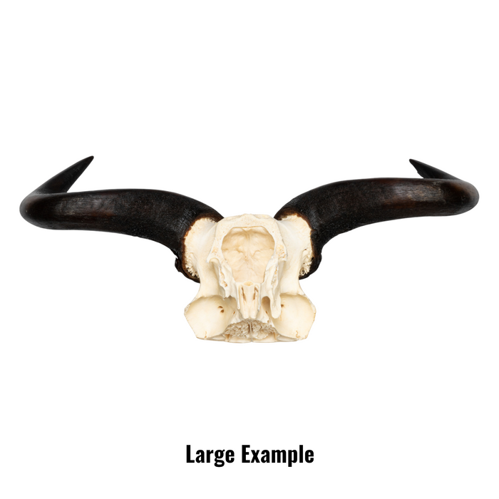 Real Blue Wildebeest Skull Plate