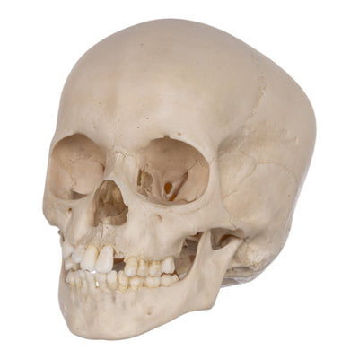 Real Human Child Skull