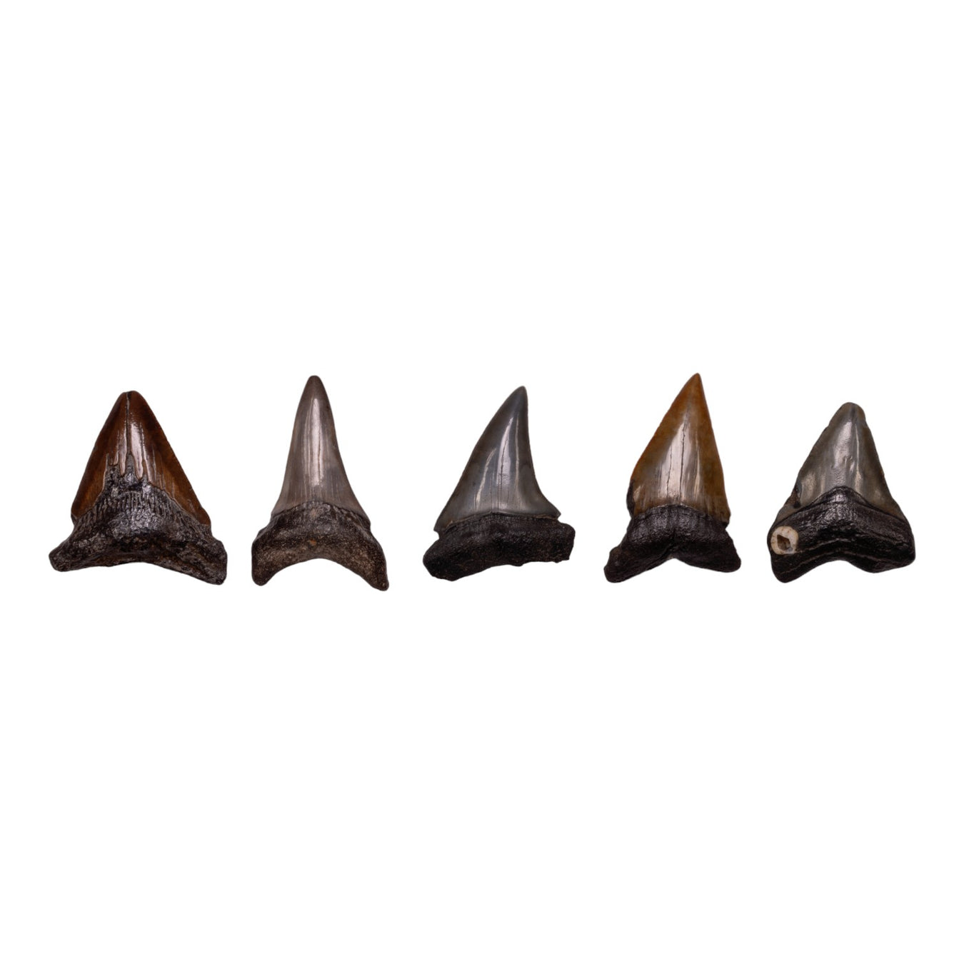 Real Megalodon Teeth