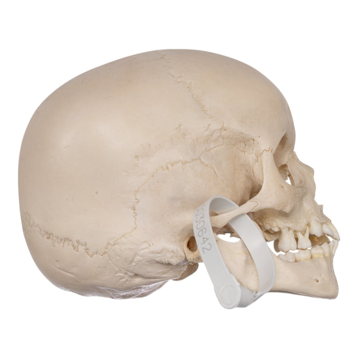 Real Human Child Skull