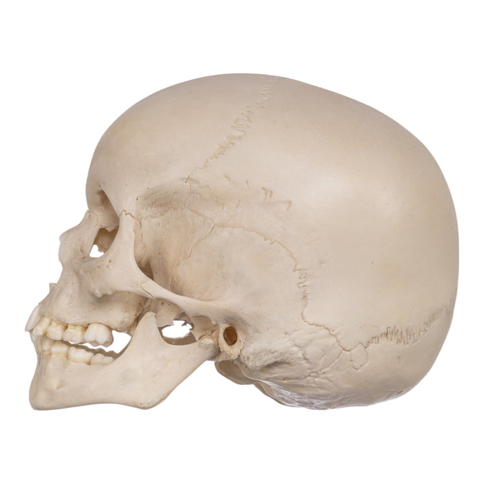 Real Human Child Skull