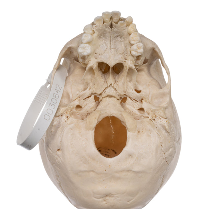 Real Human Child Skull