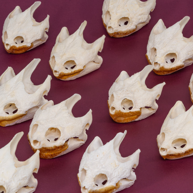 Real Snapping Turtle Skull - Extra Large