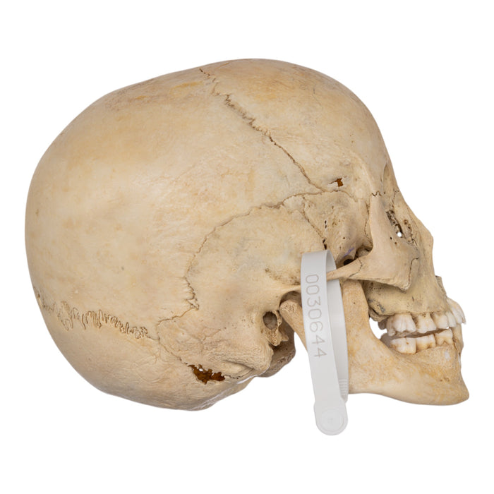 Real Human Child Skull