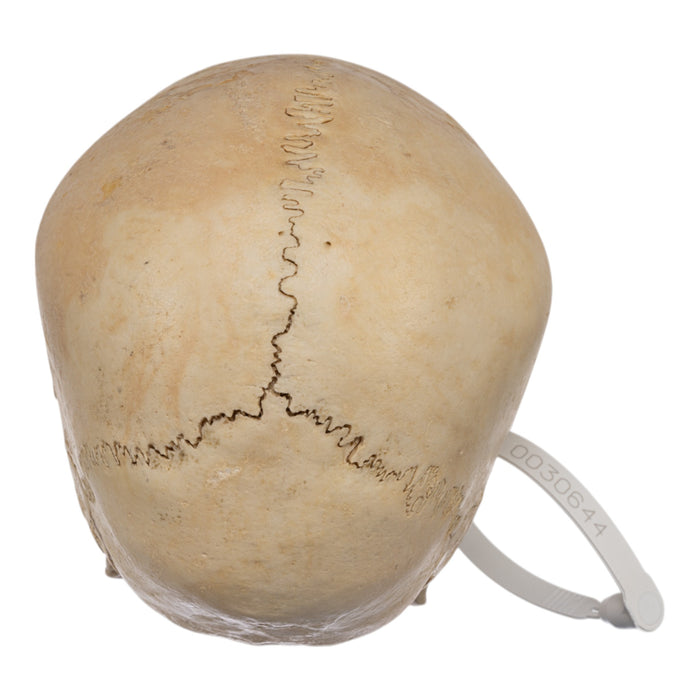 Real Human Child Skull