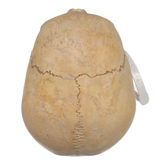 Real Human Child Skull