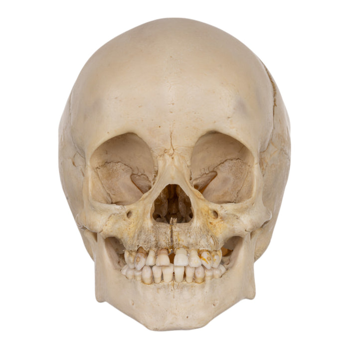 Real Human Child Skull