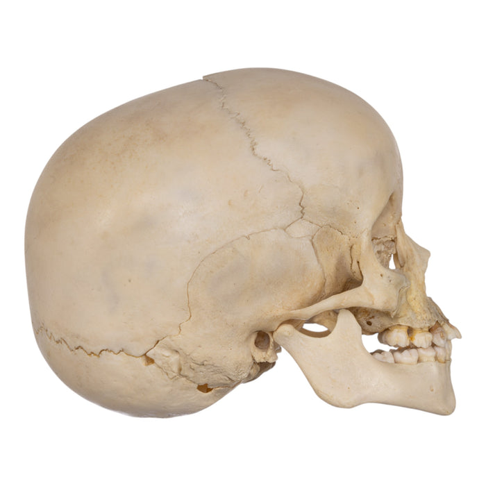 Real Human Child Skull