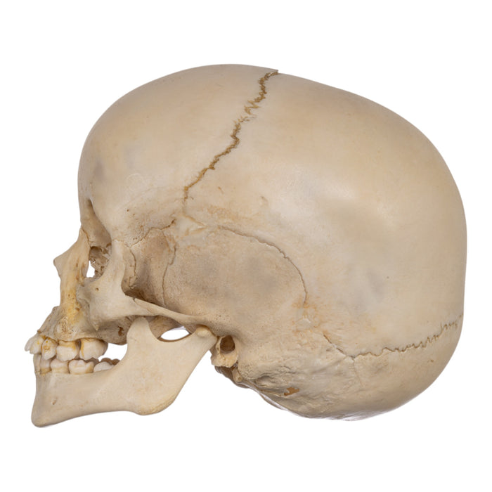 Real Human Child Skull