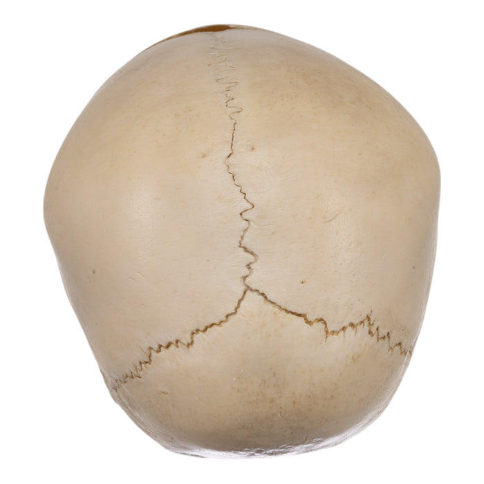 Real Human Child Skull