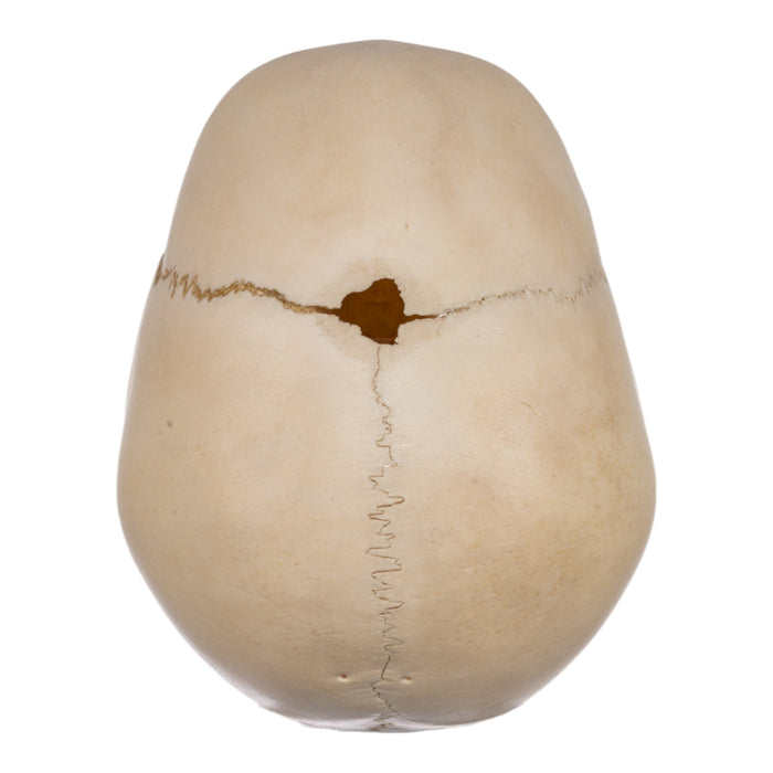 Real Human Child Skull