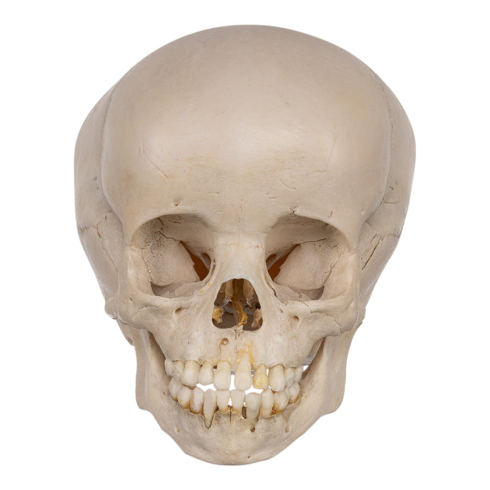 Real Human Child Skull