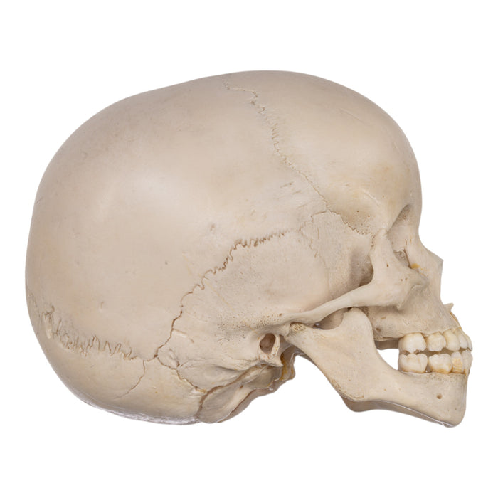 Real Human Child Skull