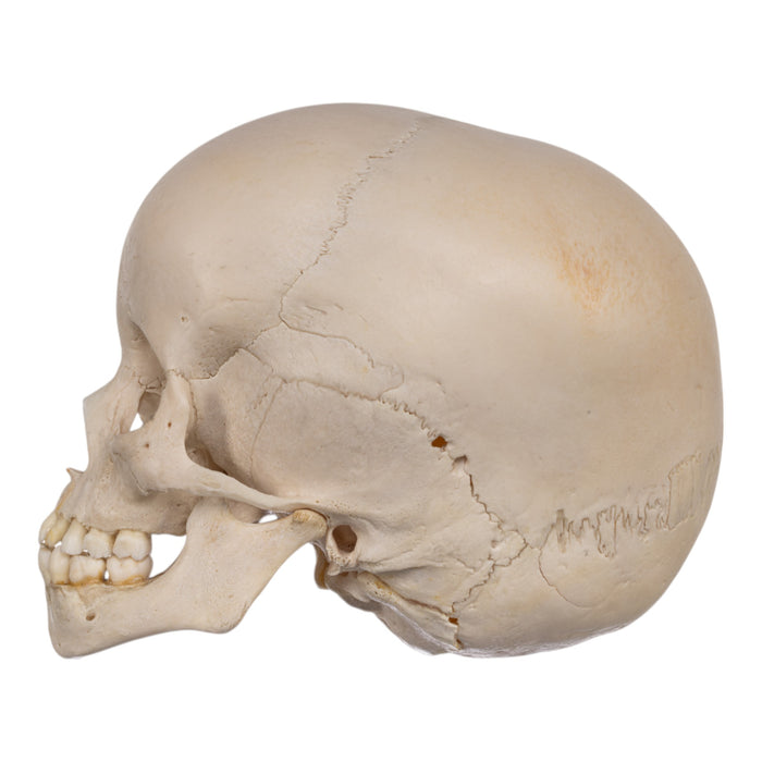 Real Human Child Skull