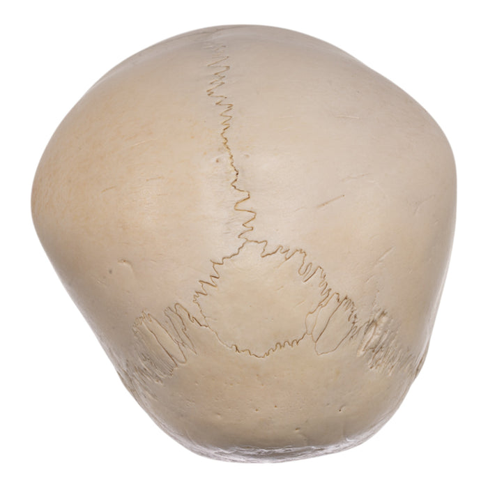 Real Human Child Skull