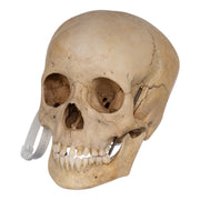 Real Human Child Skull