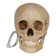 Real Human Child Skull